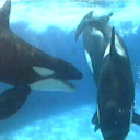 anti-captivity-quotes avatar