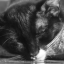 anti-pro-destruction avatar