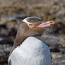 anti-sjw-penguin-blog avatar