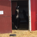 anti-social-alpaca avatar