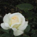 anticism-blog avatar