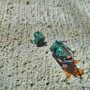 antidepressed avatar