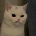 antigamergirl avatar