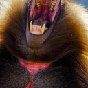 antihistimine avatar