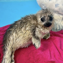 antikatastatis avatar