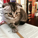 antiksahaf-blog avatar