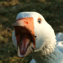 antiletterario avatar