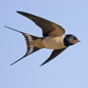 antiqueartist avatar