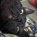 antis0cials0cialist avatar