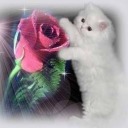 antisleepsworld avatar