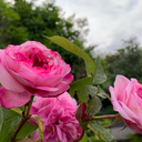 antisocial-rebellion avatar