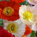 antisocialakwardgreatchick avatar