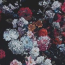 antisocialbutterflie avatar