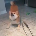 antisocialxangel avatar