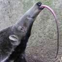 antivenom-anteater-100 avatar