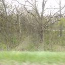 antler-and-wing avatar