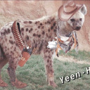 antlers-made-of-porcelain avatar