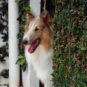 antoniodatsch avatar