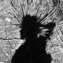 antoniovezzari avatar