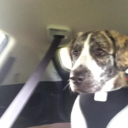 anvilhead1962 avatar