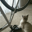 anxietyandavocado avatar