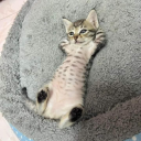 anxietyenthusiast avatar