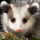 anxietypossumgirl avatar