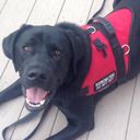 anxietyservicedogs avatar