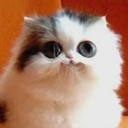 anything-but-cuteness avatar