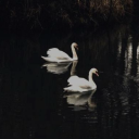 anythinggoesbutme avatar