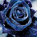 ao3feed-lyannarhaegar avatar