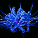 aoi-higanbana avatar