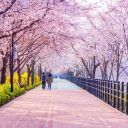 aoi-supremacy avatar