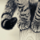 apasdevelours-blog avatar