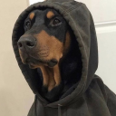 apathetic-dobermann avatar