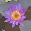 apathetic-thinker avatar