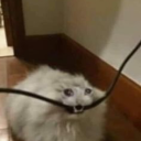 apathy-is-bliss avatar