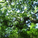 apathyincluded avatar