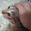 apeiron-trolls avatar