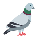 aperplexedpigeon avatar