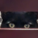 apersonforthings avatar