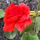 aphelionstella avatar