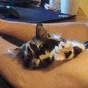 aphroachilliea avatar