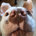 aphrocheesiac avatar