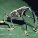 aphroditesbite avatar