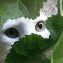 aphroditesniece avatar