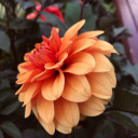 apieceofbrocoli avatar