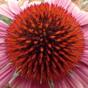 aplacebeyondshame avatar