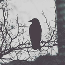 aplacewithoutme avatar