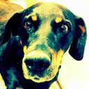 apleyhockensocker avatar